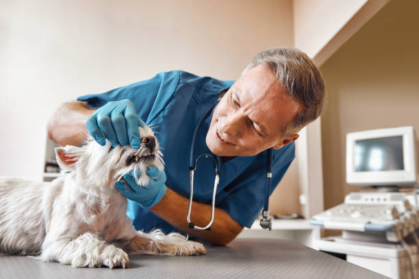 Best Emergency Root Canal Treatment in Amboy, WA